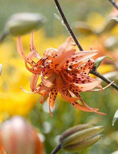 Lilium Lancifolium 'Flore Pleno, Double Tiger Lily, Lilium Tigrinum 'Flore Pleno',  Double-flowered Devil Lily, Species &amp; Cultivars of Species Group, Summer flowering Bulb, Orange Lilies, Lily flower, Lily Flower